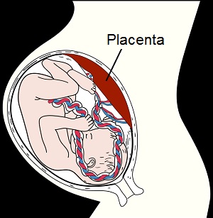 Placenta